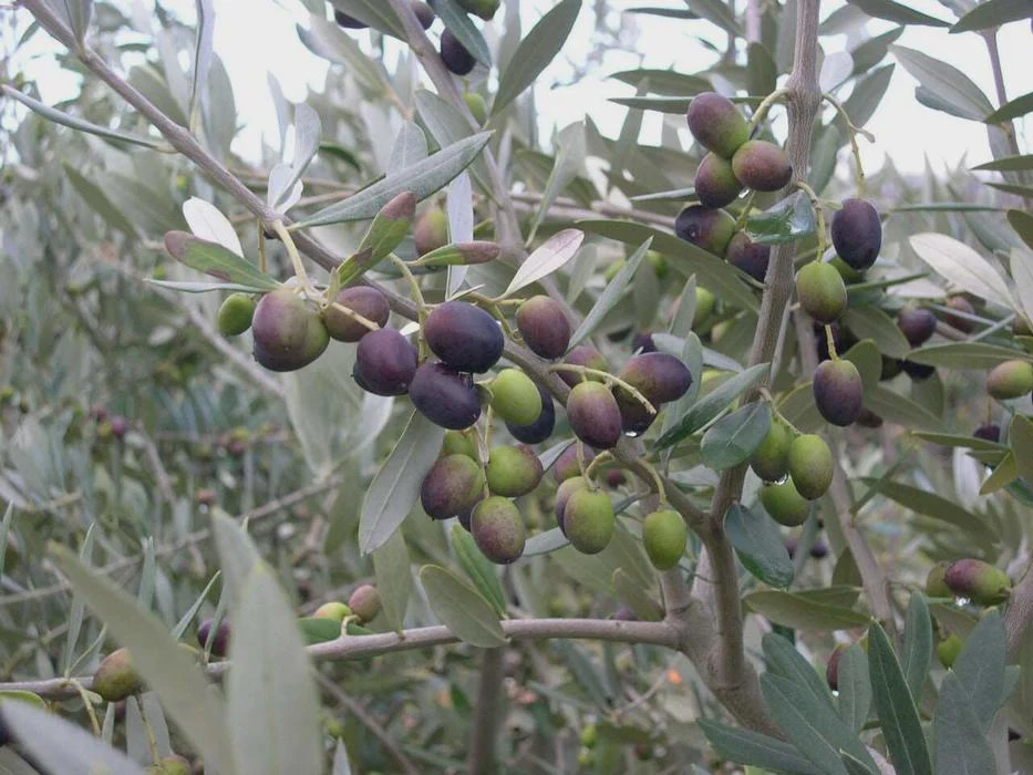 3 Leccino Olive Tree Starter Plugs - Olea europaea 'Leccino' Live Plants - Image 1