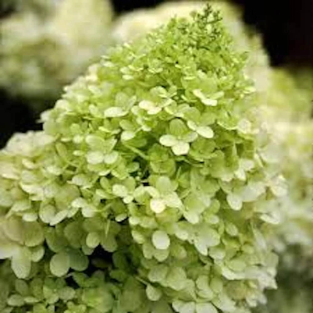 3 Limelight Hydrangea Bare Root Starter Plug - Hydrangea paniculata Live Plant - Image 4