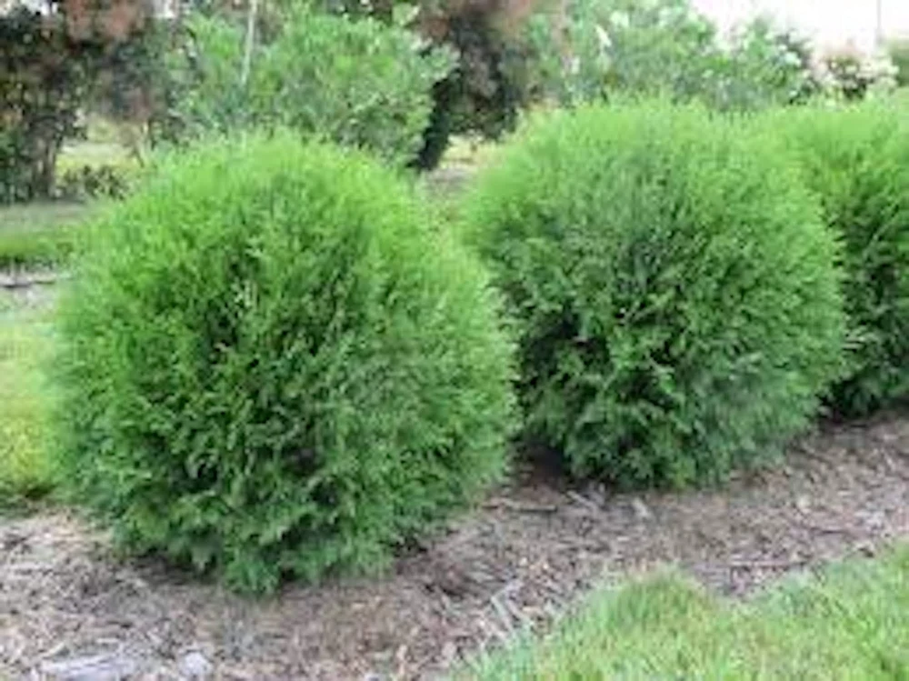 3 Little Giant Arborvitae Live Plants - Bare Root Evergreen Shrub - Image 1