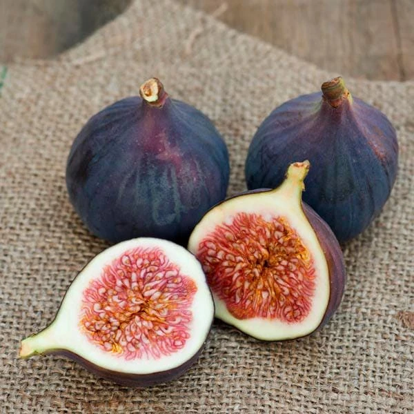 3 Magnolia Fig Starter Plug - Ficus carica 'Magnolia' - Live Bare Root Plant - Image 2