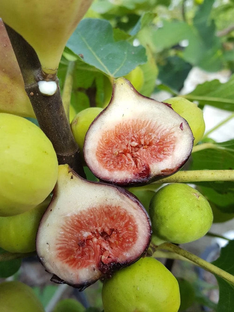 3 Magnolia Fig Starter Plug - Ficus carica 'Magnolia' - Live Bare Root Plant - Image 8