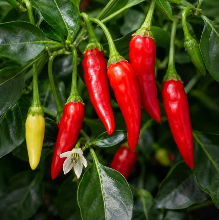 3 Mix Pepper Plants Live โ Vegetable Plants for Garden or Container โ 3-6 Inch Tall - Image 2