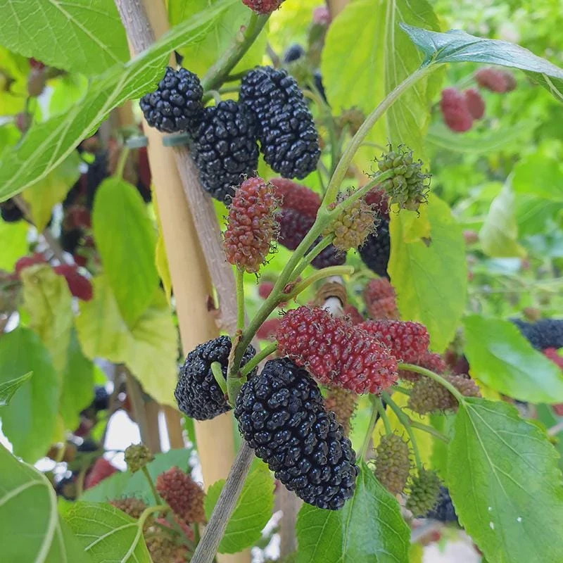 3 Mojo Berry Mulberry Bush Starter Plants - Dwarf, Fruiting, Morus rotundiloba - Image 1