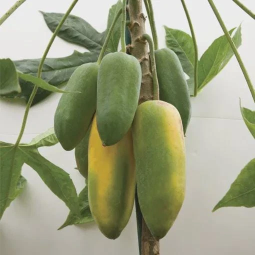 3 Mountain Papaya Babaco Starter Plant - Bare Root Live Plant - Vasconcellea ร heilbornii - Image 3