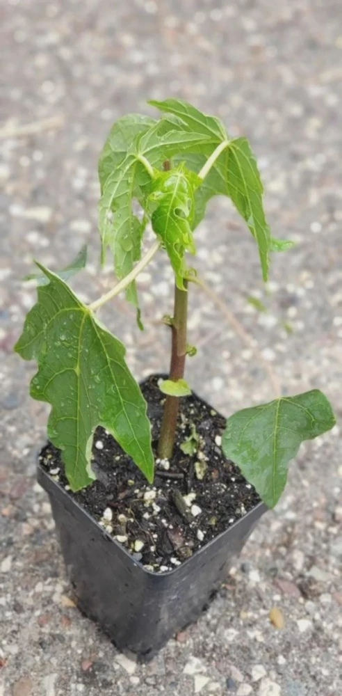 3 Mountain Papaya Babaco Starter Plant - Bare Root Live Plant - Vasconcellea ร heilbornii - Image 4