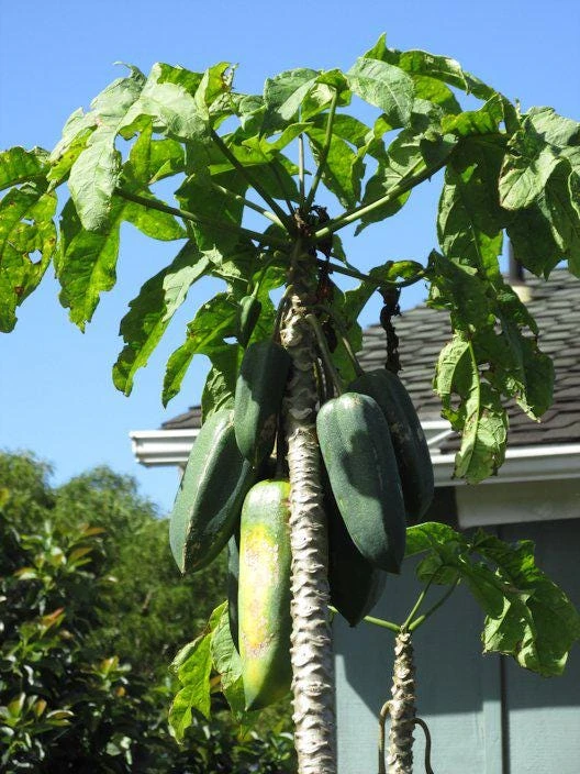 3 Mountain Papaya Babaco Starter Plant - Bare Root Live Plant - Vasconcellea ร heilbornii - Image 5