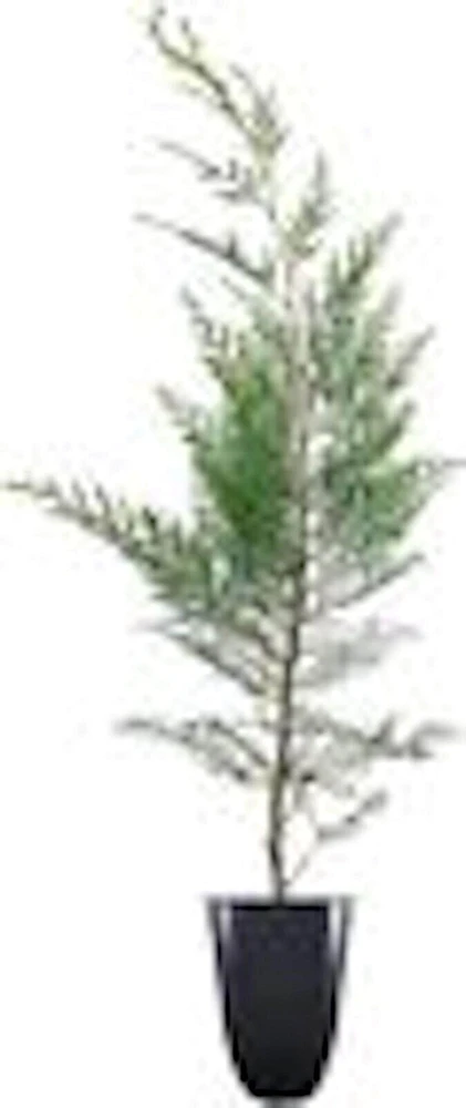 3 Murray Cypress Tree Live Plants โ Evergreen Privacy Screen, Fast Growing - Image 2