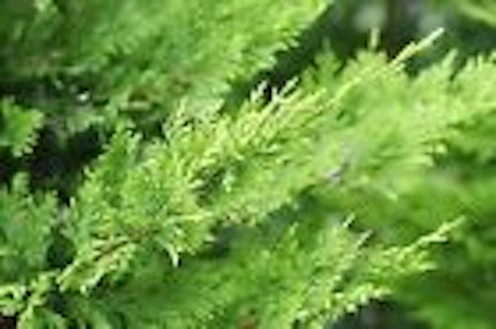 3 Murray Cypress Tree Live Plants โ Evergreen Privacy Screen, Fast Growing - Image 3