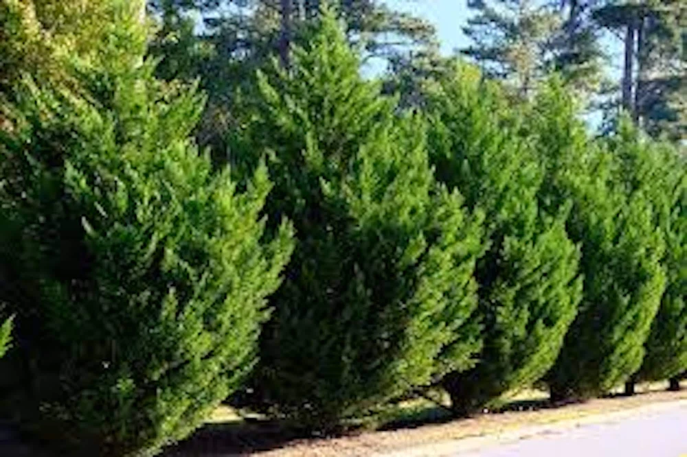 3 Murray Cypress Tree Live Plants โ Evergreen Privacy Screen, Fast Growing - Image 4