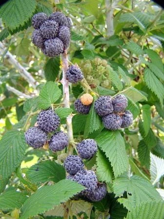 3 Mysore Black Raspberry Live Plant – Rubus Niveus – Bare Root Starter – 8-12in - Image 2
