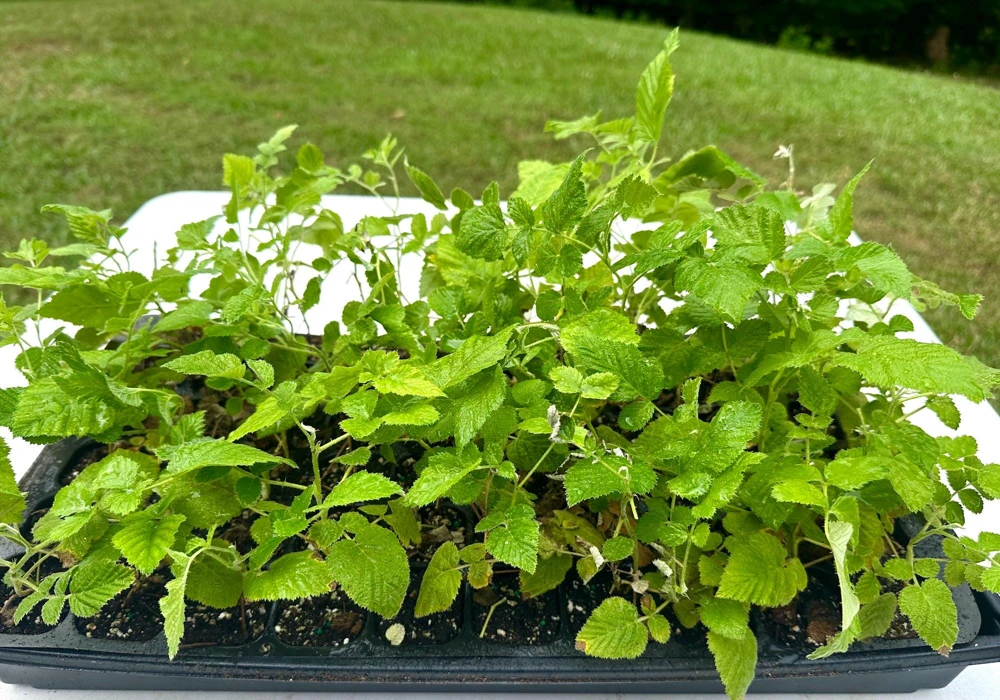3 Mysore Black Raspberry Live Plant – Rubus Niveus – Bare Root Starter – 8-12in - Image 3