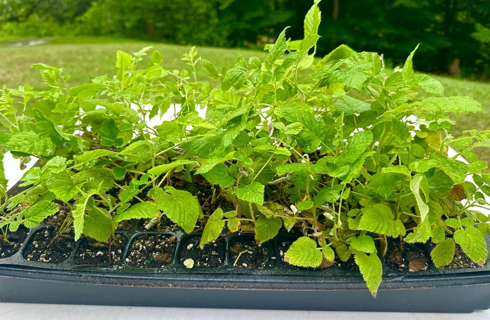 3 Mysore Black Raspberry Live Plant – Rubus Niveus – Bare Root Starter – 8-12in - Image 5