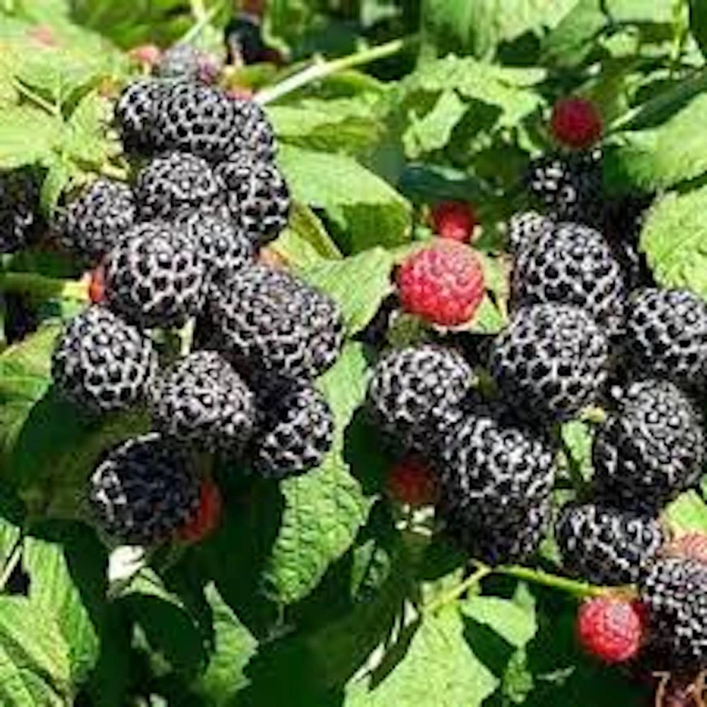 3 Mysore Black Raspberry Live Plant – Rubus Niveus – Bare Root Starter – 8-12in - Image 1