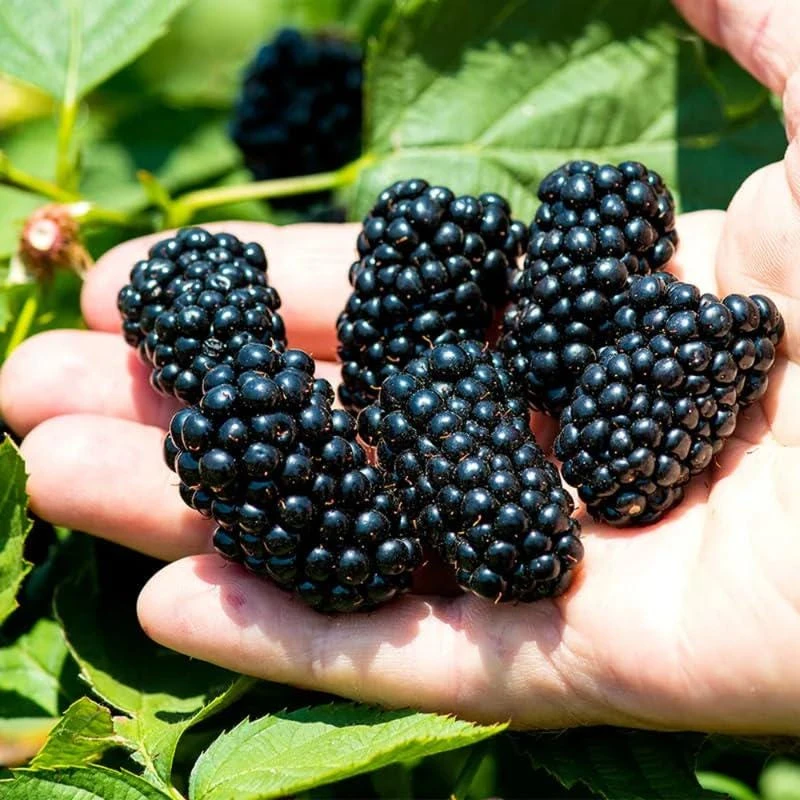 3 Navaho Thornless Blackberry Starter Plug Live Plant – Rubus 'Navaho' - Image 1