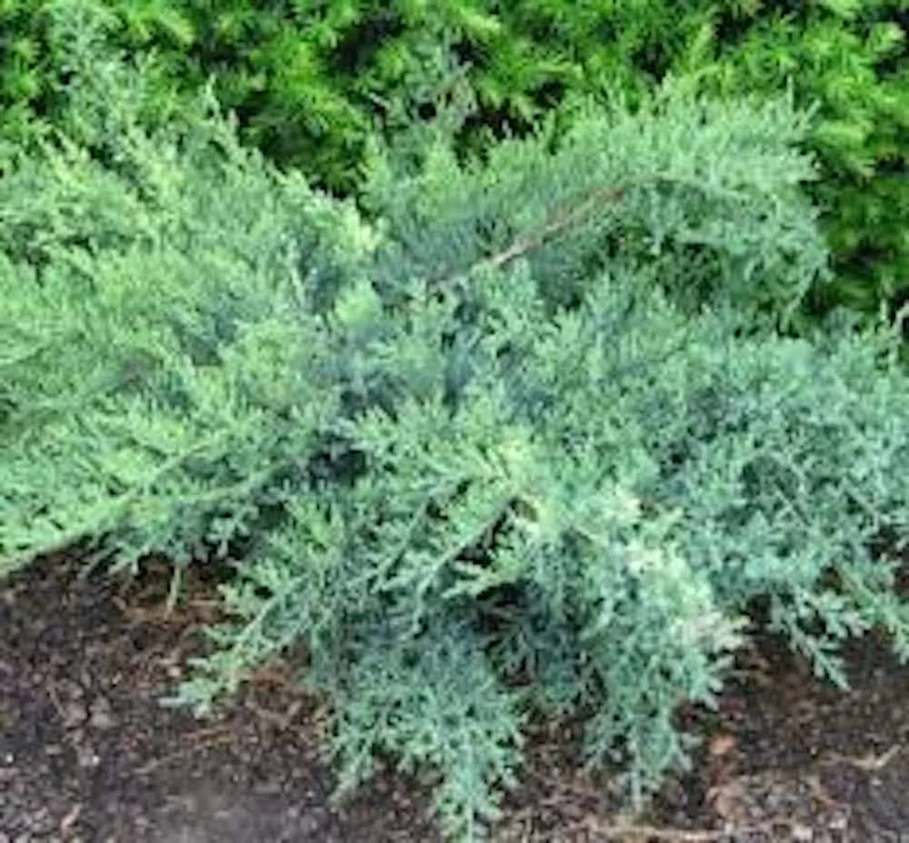 3 Nick's Compact Juniper Shrub Starter Plugs - Evergreen Live Plant - Image 1