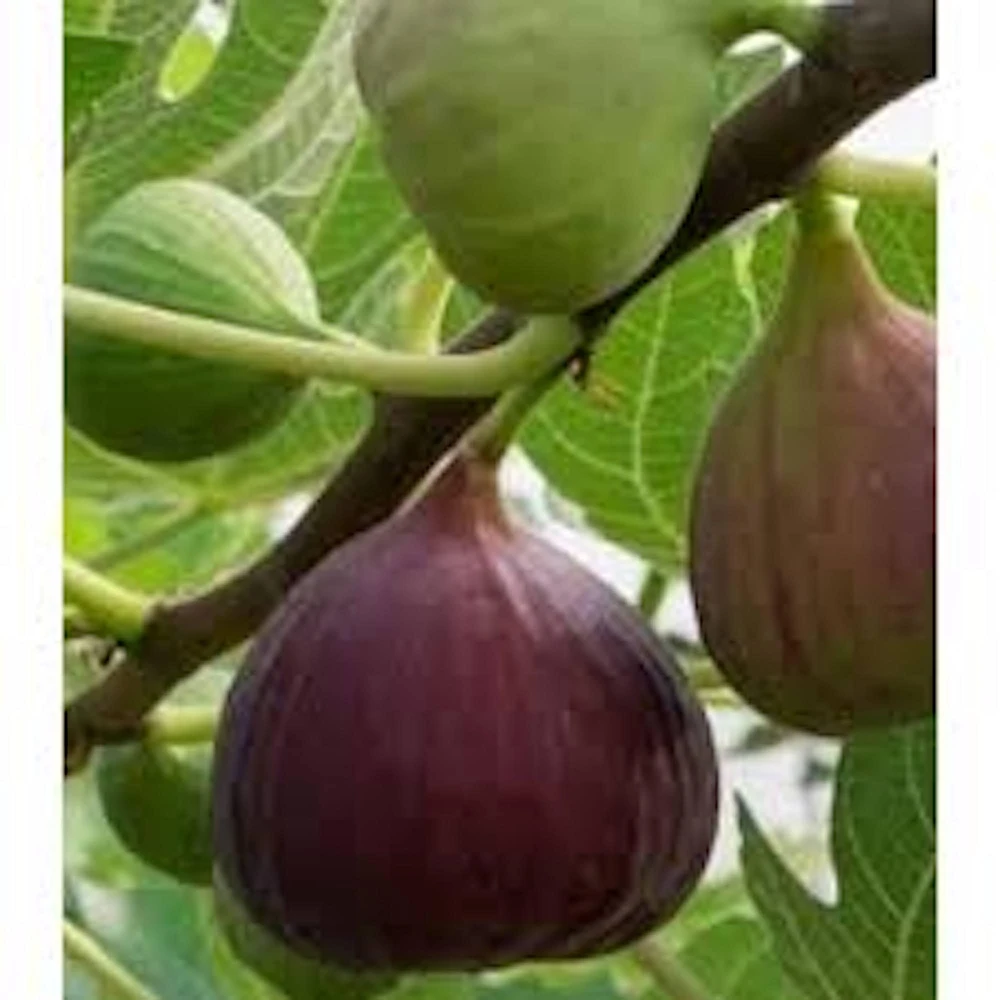 3 Olympian Fig Tree Young Plants - Cold Hardy, Sweet Purple Fruit, 4-8 ft - Image 1