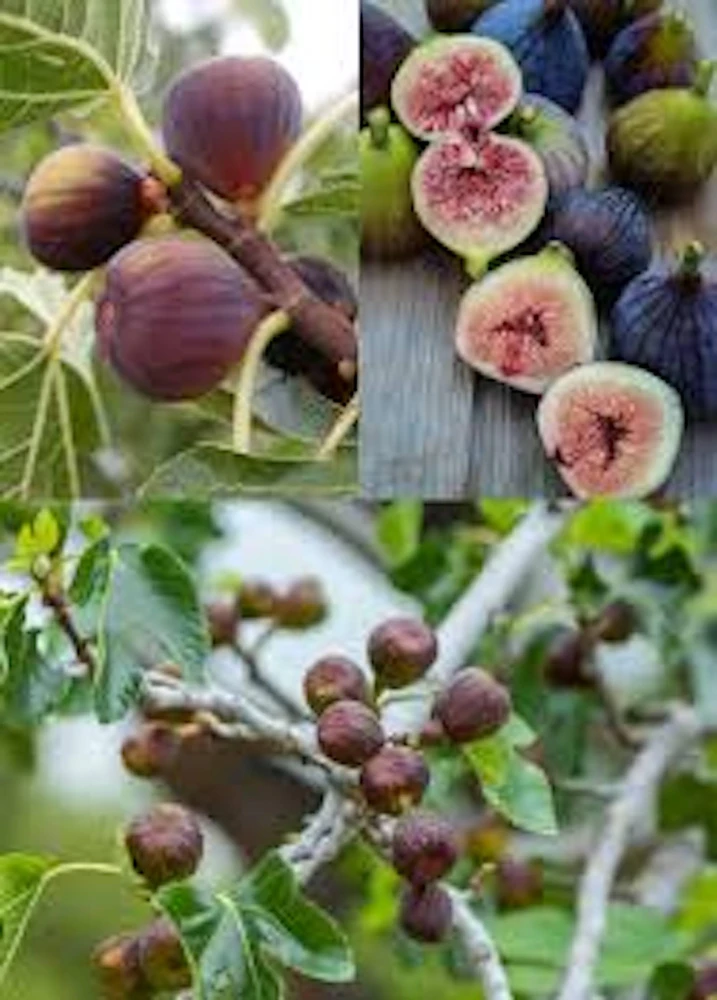 3 Olympian Fig Tree Young Plants - Cold Hardy, Sweet Purple Fruit, 4-8 ft - Image 2