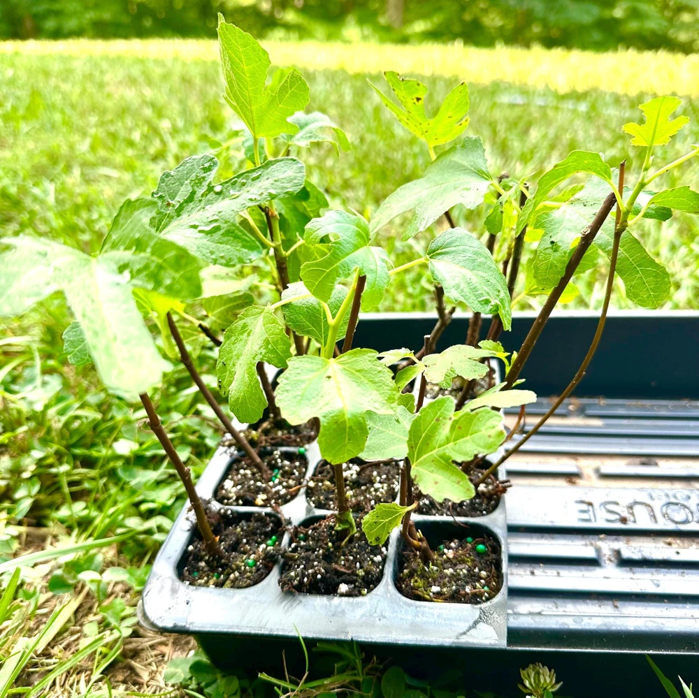 3 Olympian Fig Tree Young Plants - Cold Hardy, Sweet Purple Fruit, 4-8 ft - Image 3