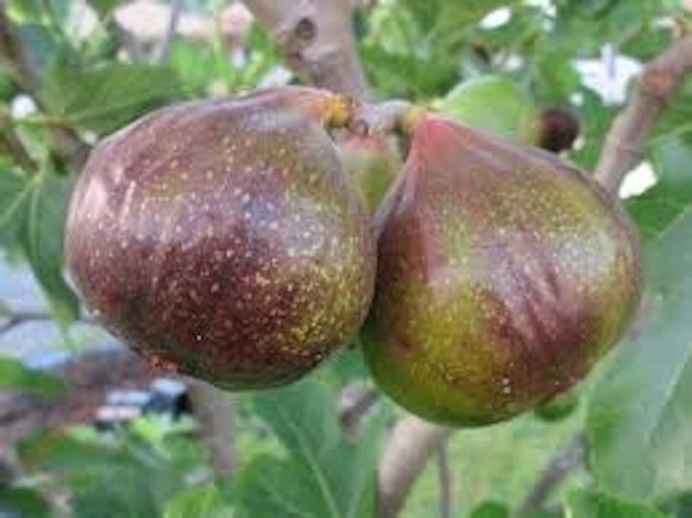 3 Olympian Fig Tree Young Plants - Cold Hardy, Sweet Purple Fruit, 4-8 ft - Image 4
