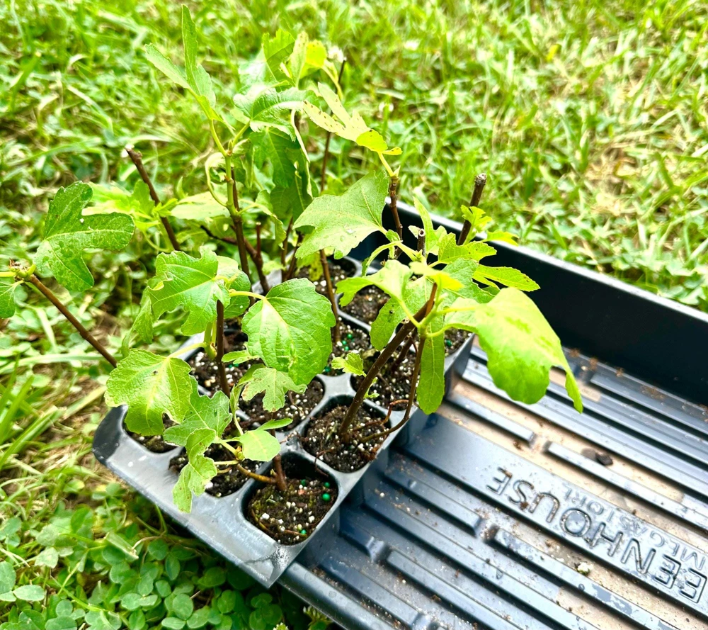 3 Olympian Fig Tree Young Plants - Cold Hardy, Sweet Purple Fruit, 4-8 ft - Image 5