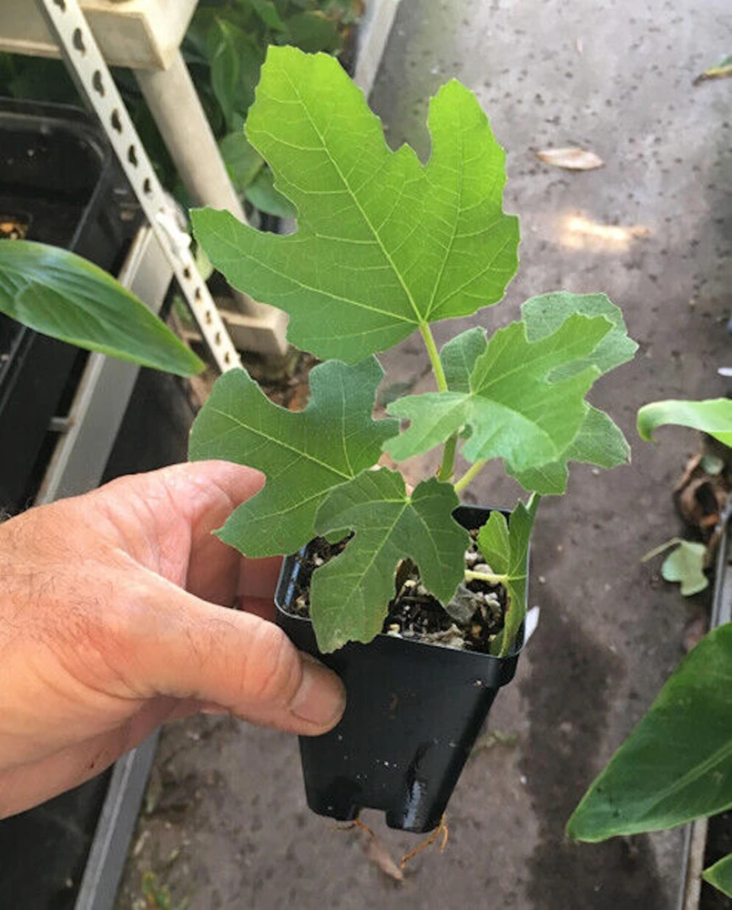 3 Olympian Fig Tree Young Plants - Cold Hardy, Sweet Purple Fruit, 4-8 ft - Image 6