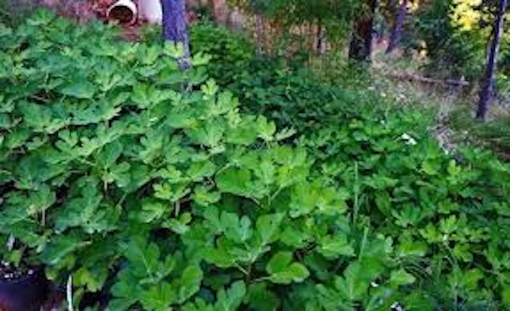 3 Olympian Fig Tree Young Plants - Cold Hardy, Sweet Purple Fruit, 4-8 ft - Image 7