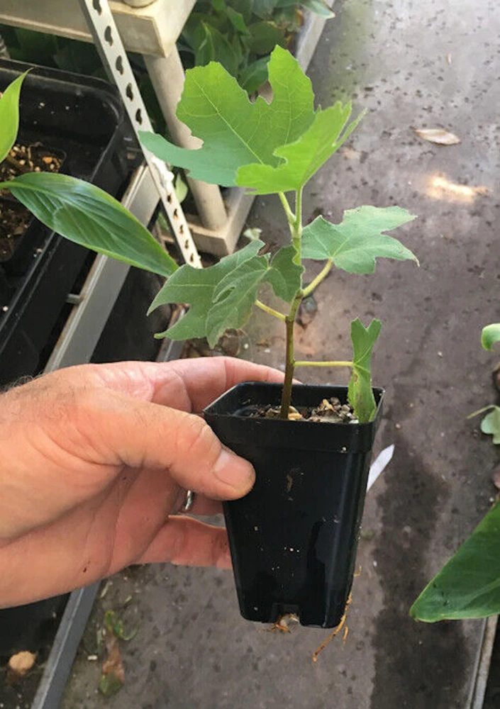 3 Olympian Fig Tree Young Plants - Cold Hardy, Sweet Purple Fruit, 4-8 ft - Image 8