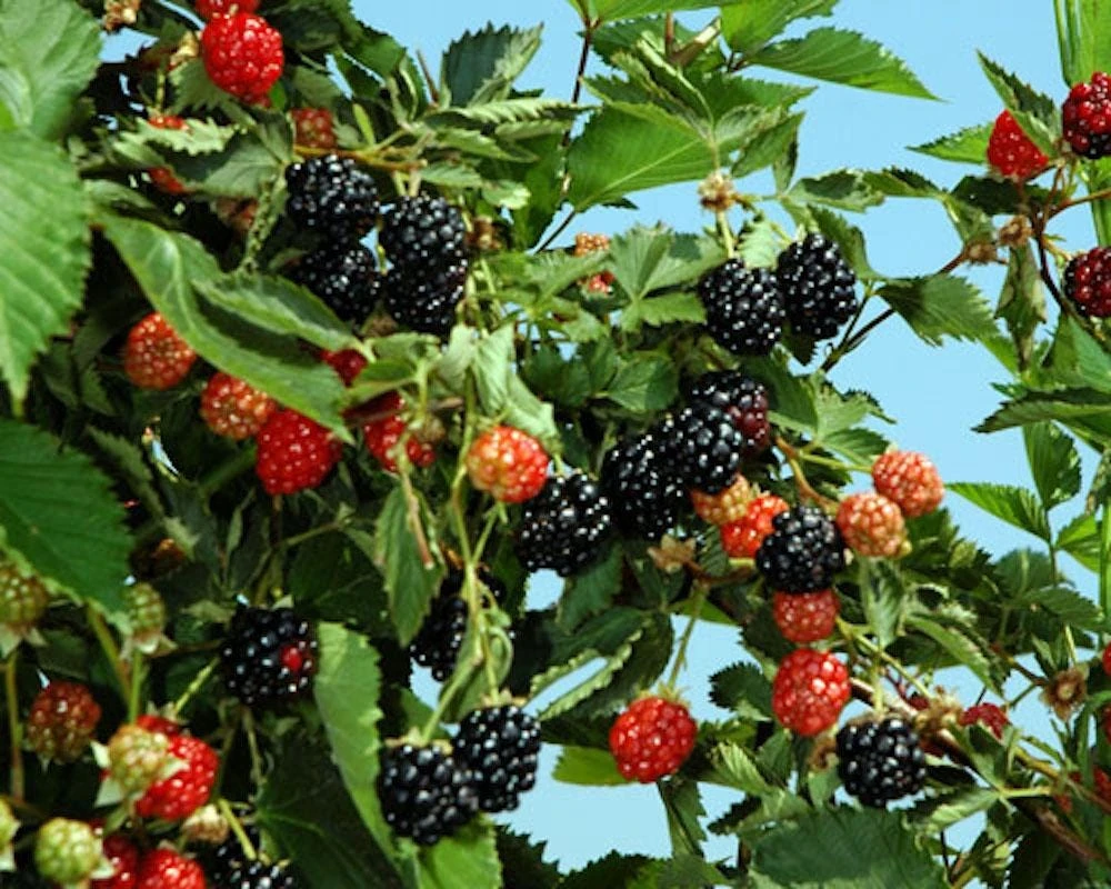 3 Ouachita Blackberry Starter Plug - Thornless, High Yield, Live Plant - Image 2
