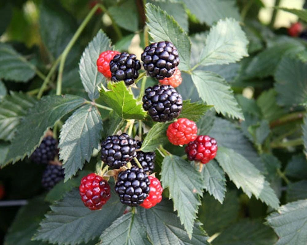 3 Ouachita Blackberry Starter Plug - Thornless, High Yield, Live Plant - Image 5