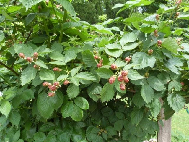 3 Ouachita Blackberry Starter Plug - Thornless, High Yield, Live Plant - Image 7