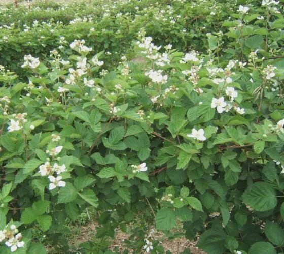 3 Ouachita Blackberry Starter Plug - Thornless, High Yield, Live Plant - Image 8