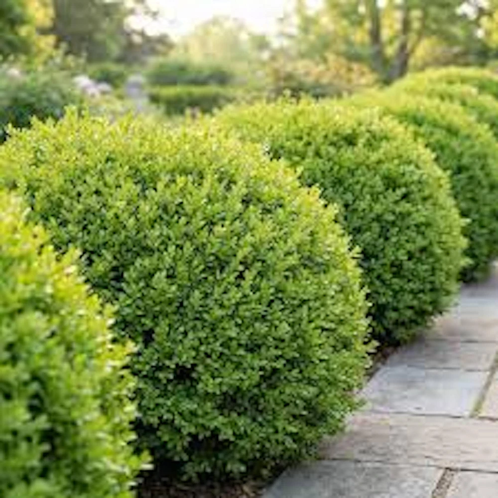 3-Pack Faux Boxwood Hedge Panels - UV Resistant Artificial Greenery Decor 5-8in - Image 1