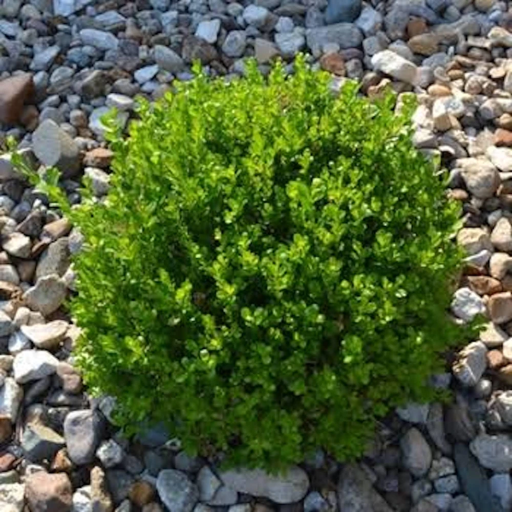 3-Pack Faux Boxwood Hedge Panels - UV Resistant Artificial Greenery Decor 5-8in - Image 3