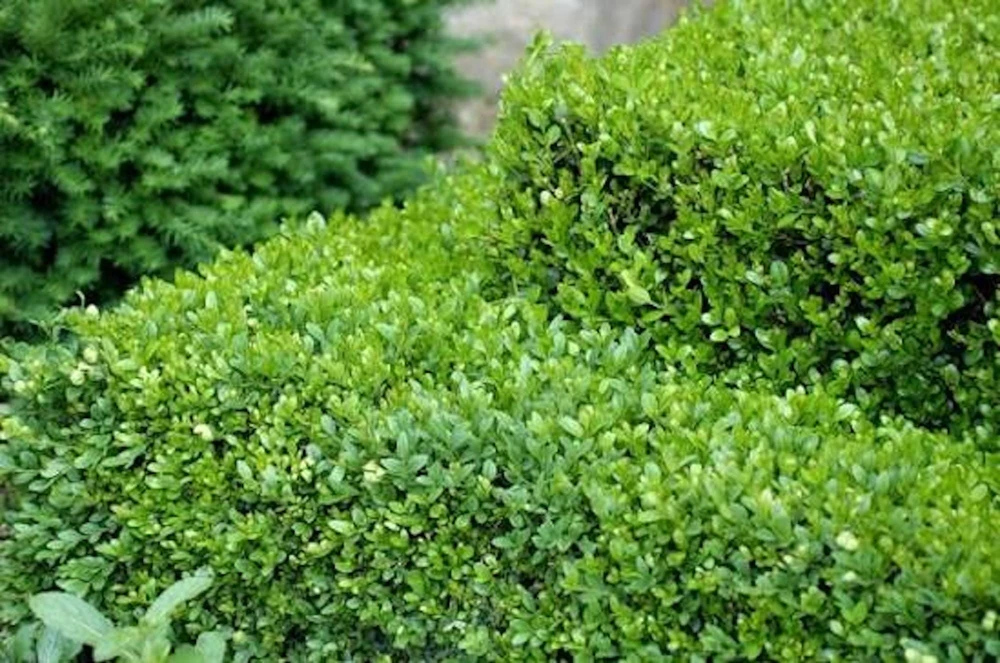 3-Pack Faux Boxwood Hedge Panels - UV Resistant Artificial Greenery Decor 5-8in - Image 4