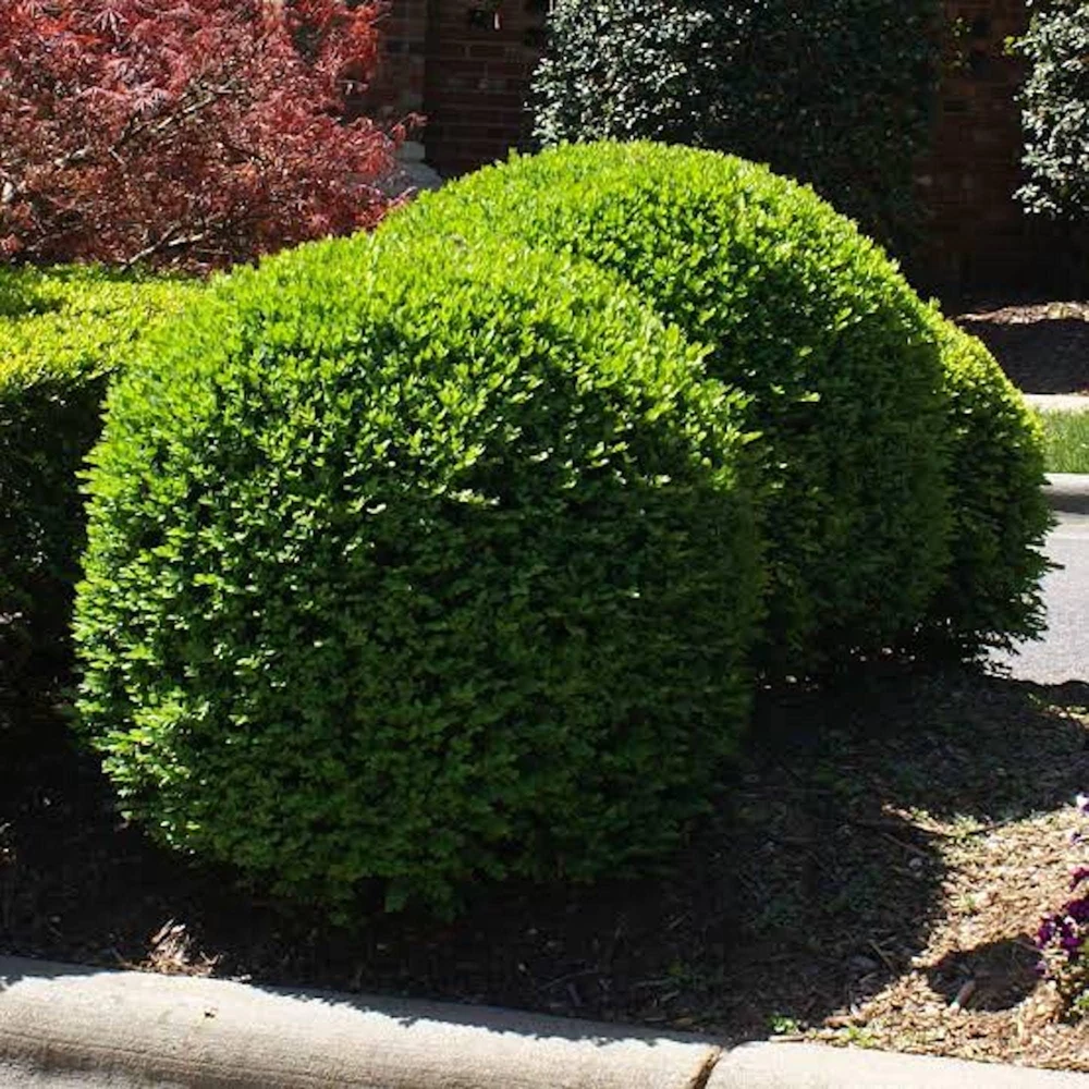 3-Pack Faux Boxwood Hedge Panels - UV Resistant Artificial Greenery Decor 5-8in - Image 5