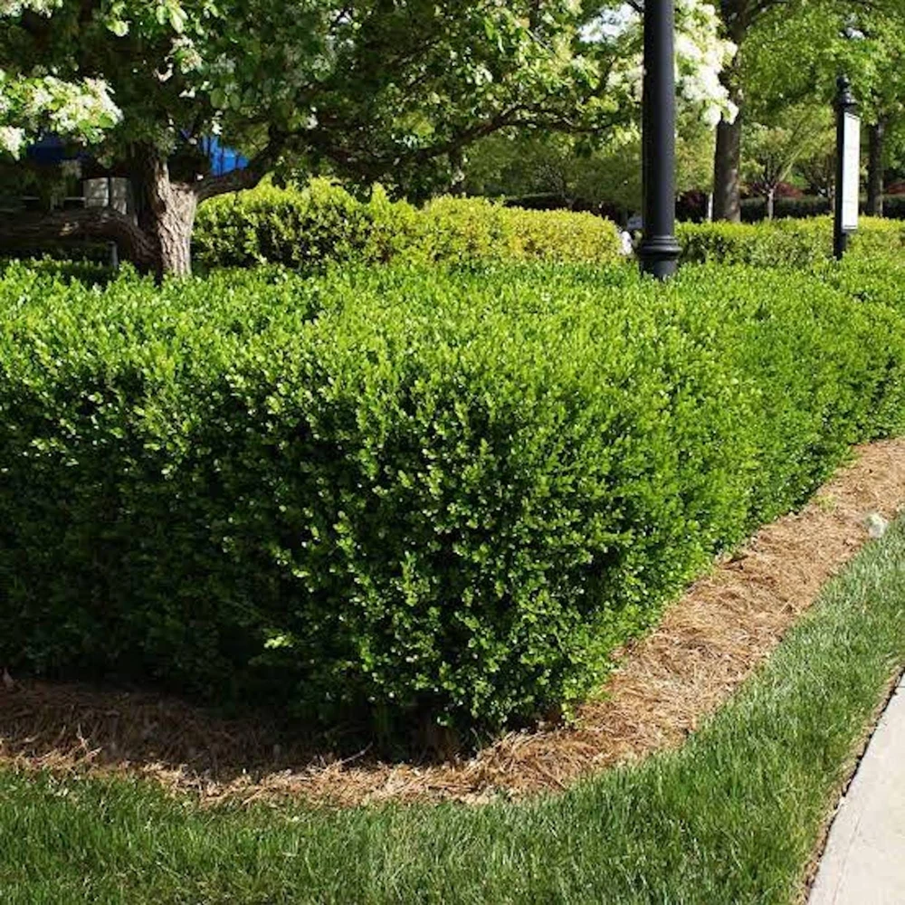 3-Pack Faux Boxwood Hedge Panels - UV Resistant Artificial Greenery Decor 5-8in - Image 6