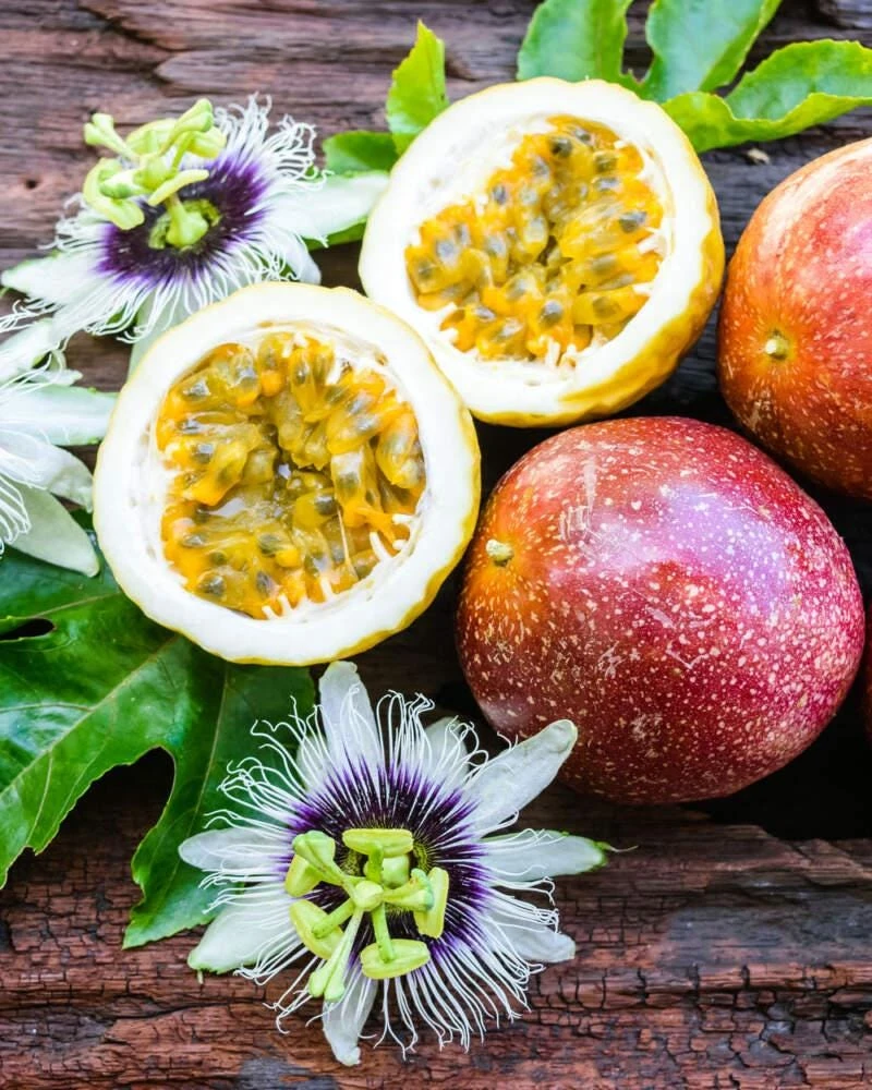 3 Panama Red Passion Fruit Live Plant Passiflora Edulis Starter Vines - Image 1