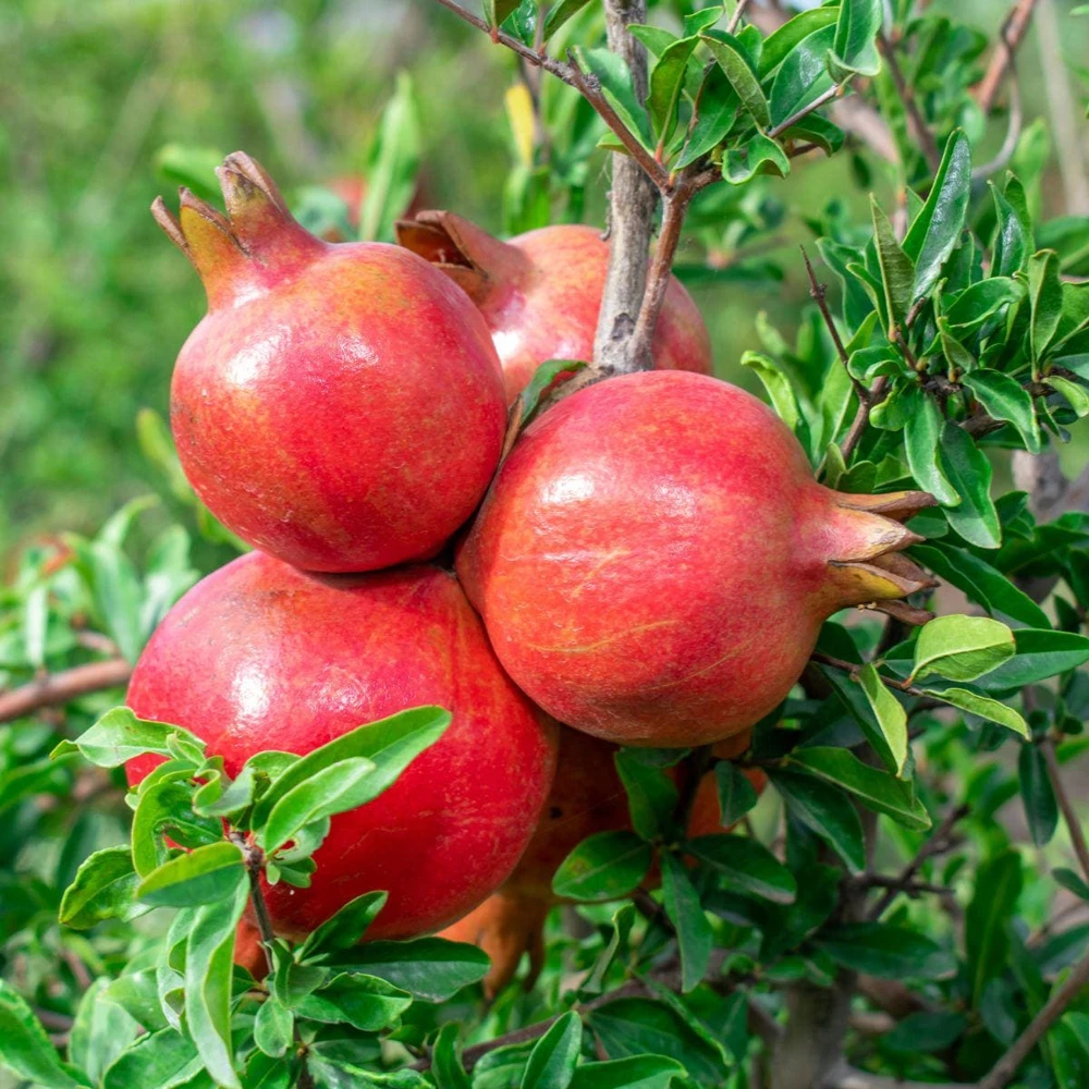 3 Parfianka Pomegranate Tree Starter Plants - Sweet, Soft-Seeded Fruit - Image 1
