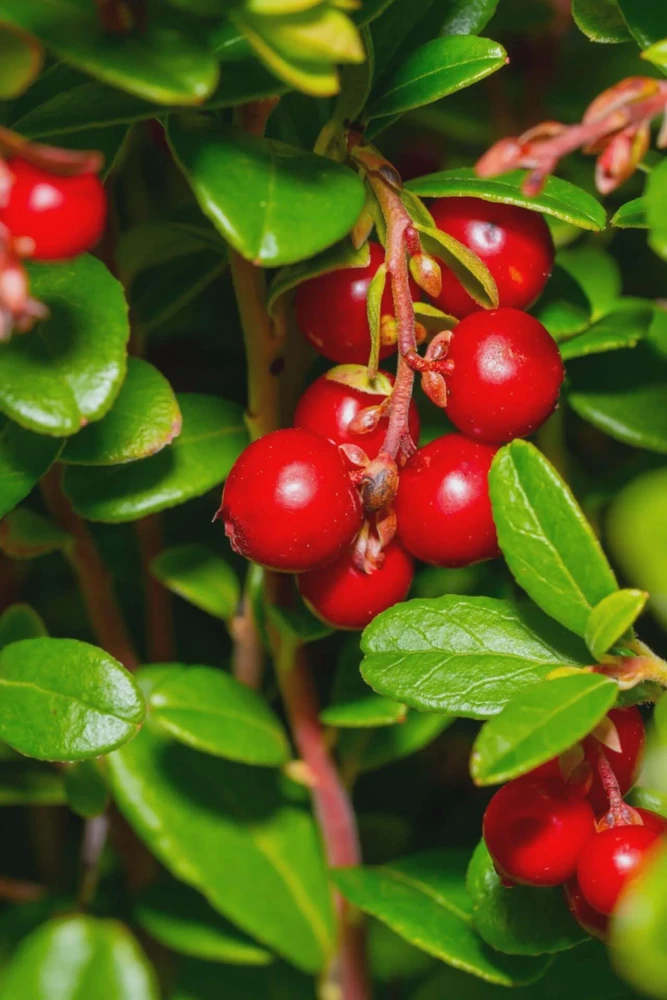 3 Partridge Berry Mitchella repens Bare Root Plants - Evergreen Groundcover - Image 1