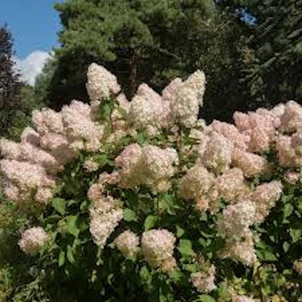 3 Phantom Hydrangea Starter Plant Bare Root - 6-8" Tall - Outdoor Shrub - Image 4