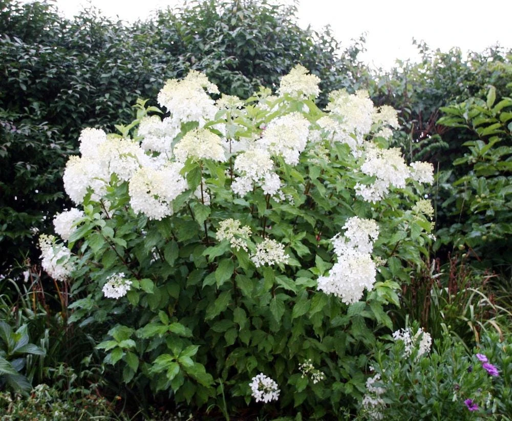 3 Phantom Hydrangea Starter Plant Bare Root - 6-8" Tall - Outdoor Shrub - Image 6