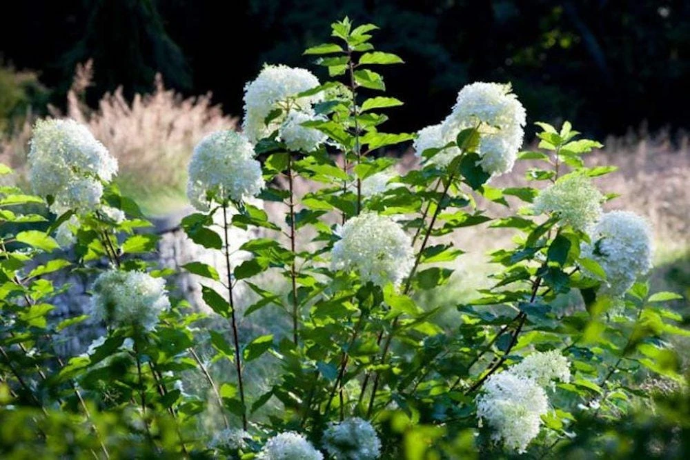 3 Phantom Hydrangea Starter Plant Bare Root - 6-8" Tall - Outdoor Shrub - Image 7