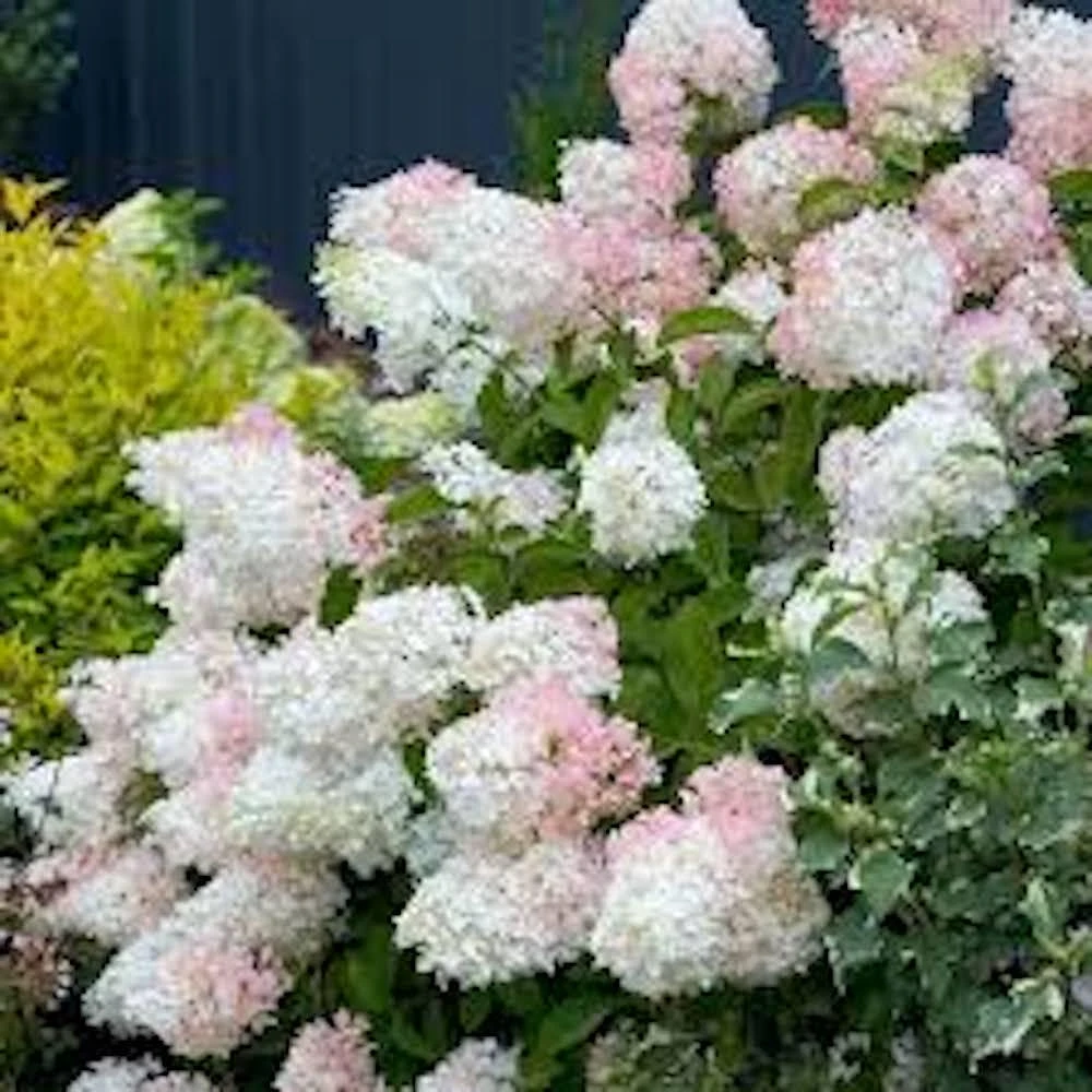 3 Phantom Hydrangea Starter Plant Bare Root - 6-8" Tall - Outdoor Shrub - Image 1