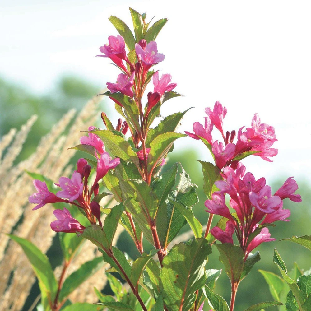 3 Pink Weigela Shrub - Weigela florida Starter Plant - Live Bare Root - Image 2