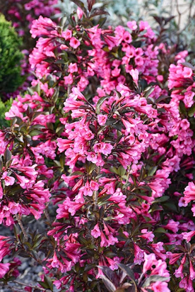 3 Pink Weigela Shrub - Weigela florida Starter Plant - Live Bare Root - Image 4