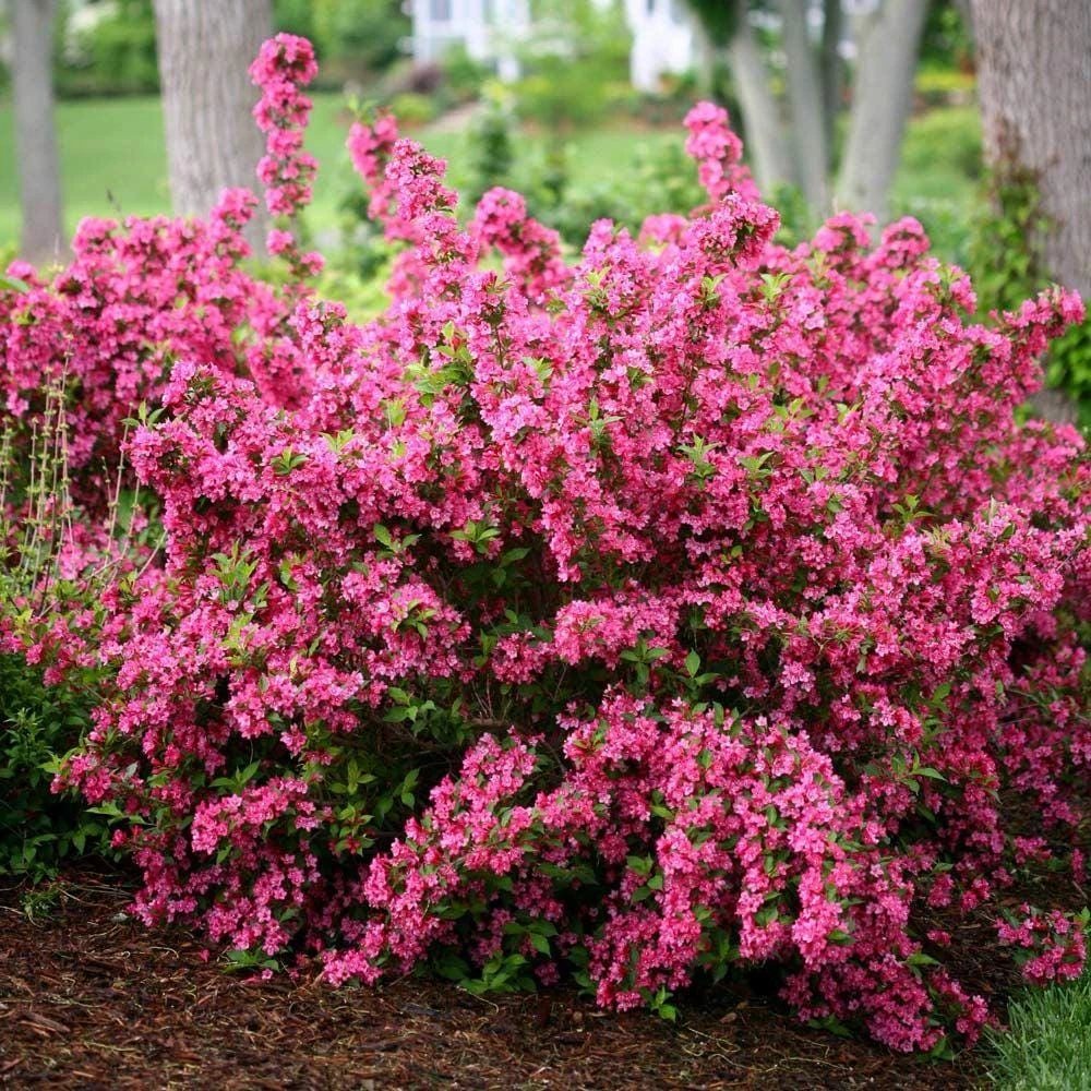 3 Pink Weigela Shrub - Weigela florida Starter Plant - Live Bare Root - Image 6