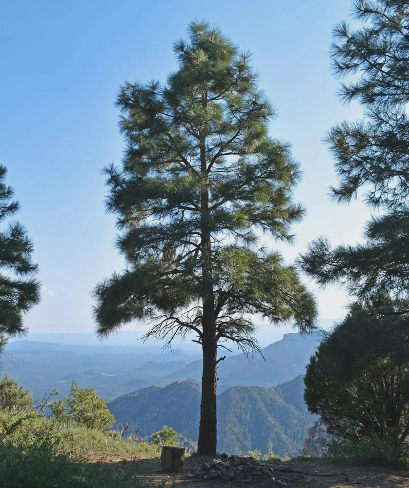 3 Ponderosa Pine Bare Root Starter Trees 6-12" Tall - Outdoor Conifer - Image 4