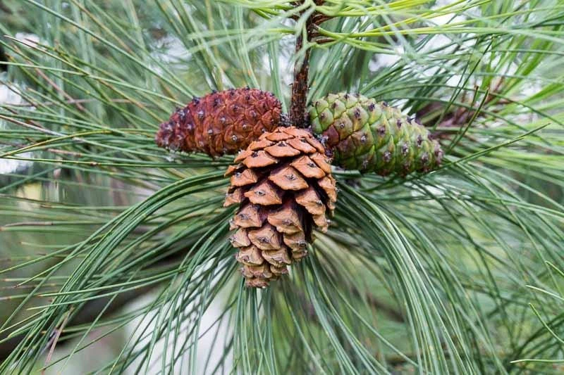 3 Ponderosa Pine Bare Root Starter Trees 6-12" Tall - Outdoor Conifer - Image 7