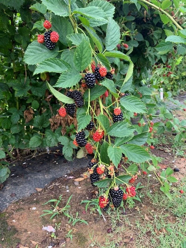 3 Prime Ark Horizon Blackberry Starter Plug - Everbearing Fruit Plant - Image 3