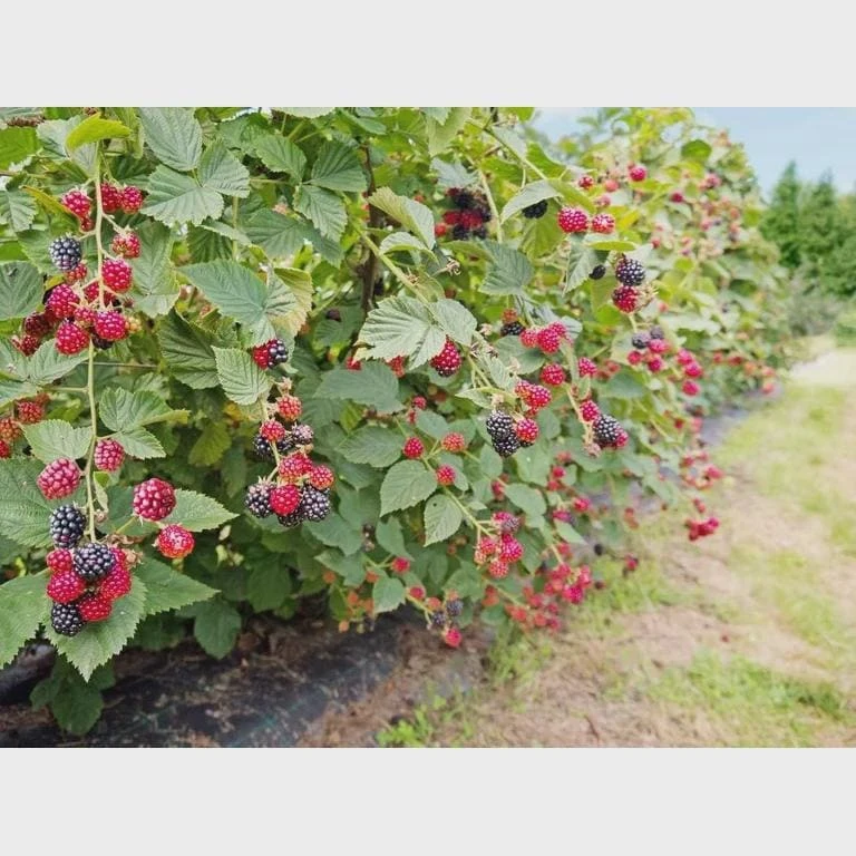 3 Prime Ark Horizon Blackberry Starter Plug - Everbearing Fruit Plant - Image 4